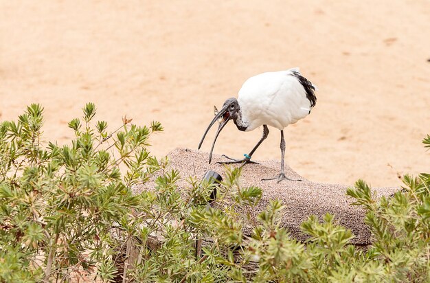 Un pájaro sentado en la arena