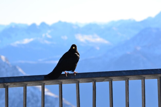 Un pájaro sentado en la barandilla contra el cielo