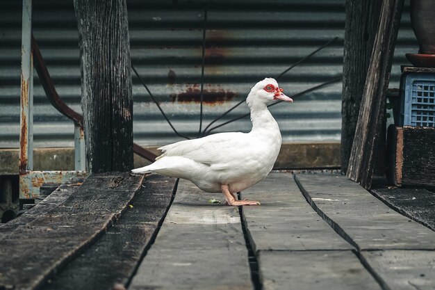 Un pájaro sentado en la barandilla