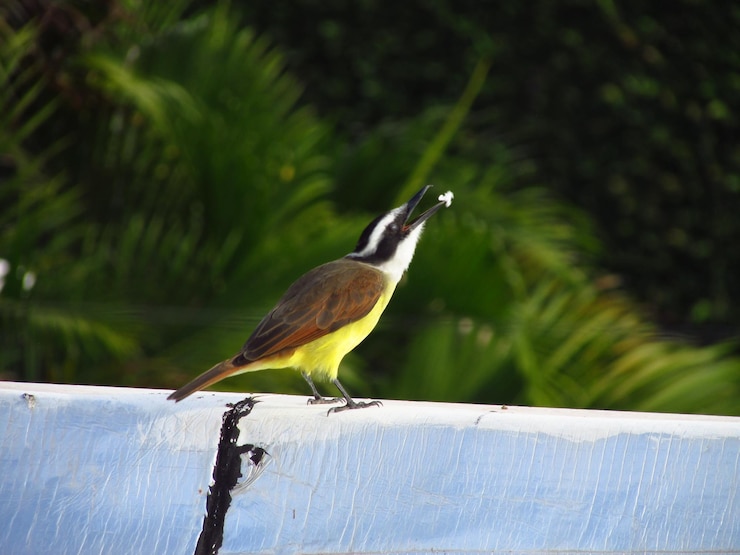 Foto un pájaro sentado en una barandilla