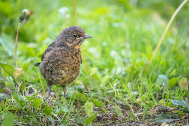 Foto un pájaro sentado en un campo de hierba