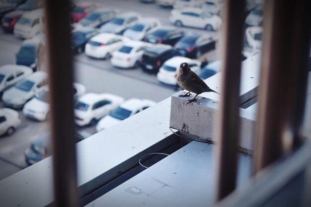 Foto un pájaro sentado en un coche