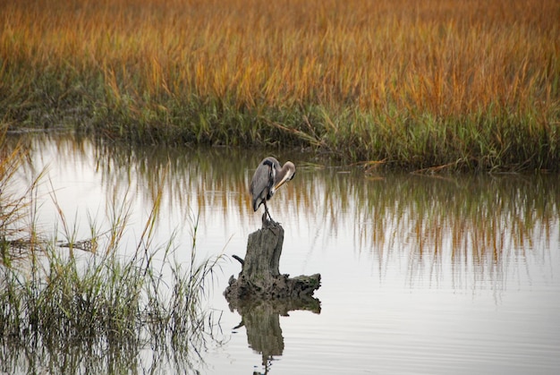 Foto un pájaro sentado en la hierba junto al lago