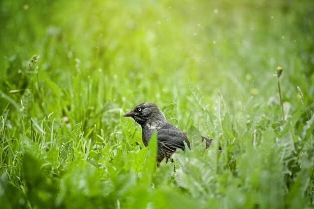 Pájaro sentado en la hierba verde