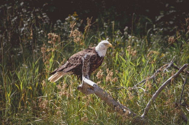 Foto un pájaro sentado en la hierba