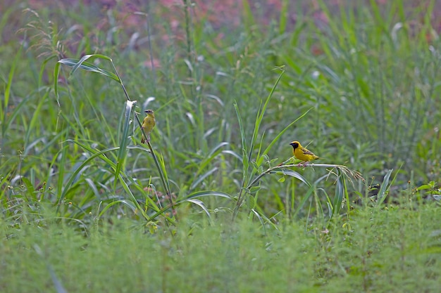 Foto un pájaro sentado en la hierba