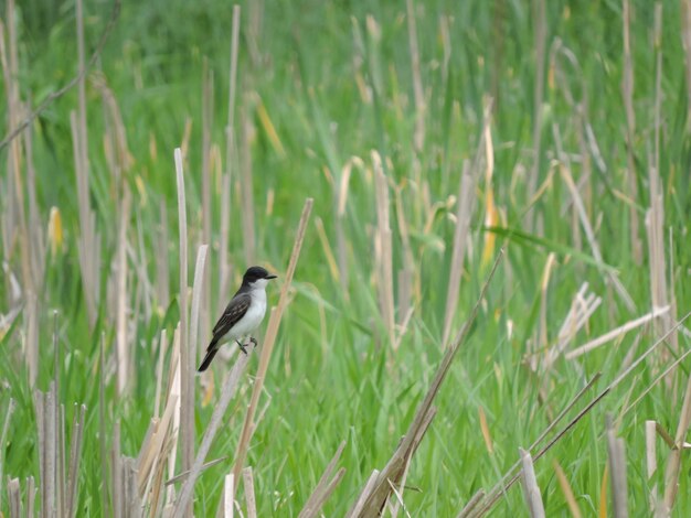 Foto un pájaro sentado en la hierba