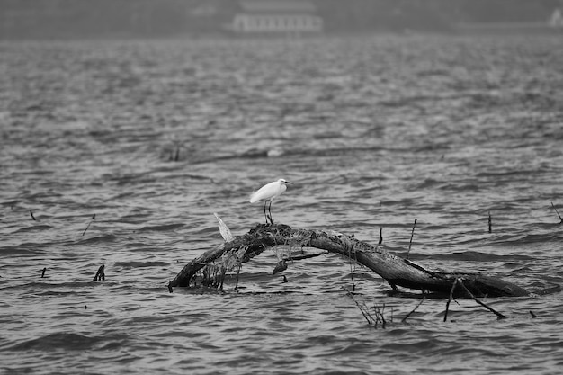 Foto un pájaro sentado en un lago