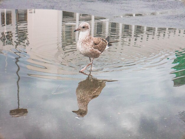 Foto un pájaro sentado en un lago