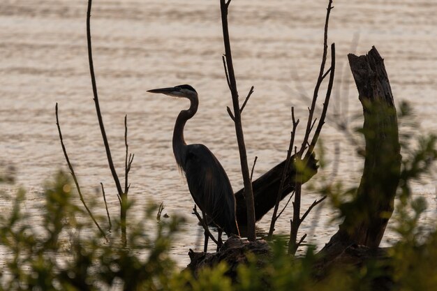 Foto un pájaro sentado en un lago