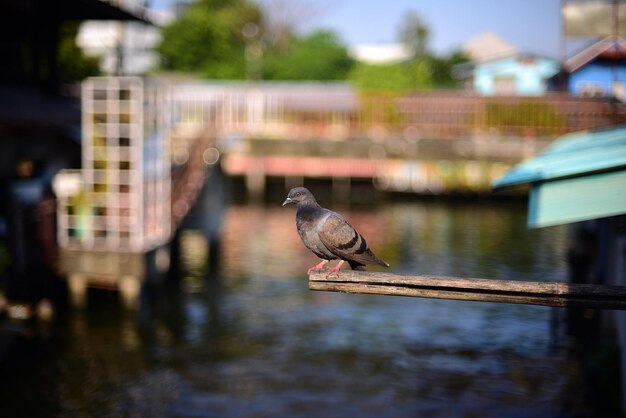 Foto un pájaro sentado en un lago