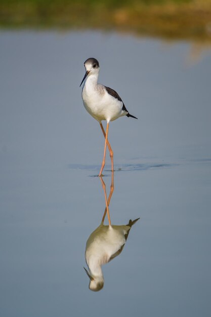 Foto un pájaro sentado en un lago