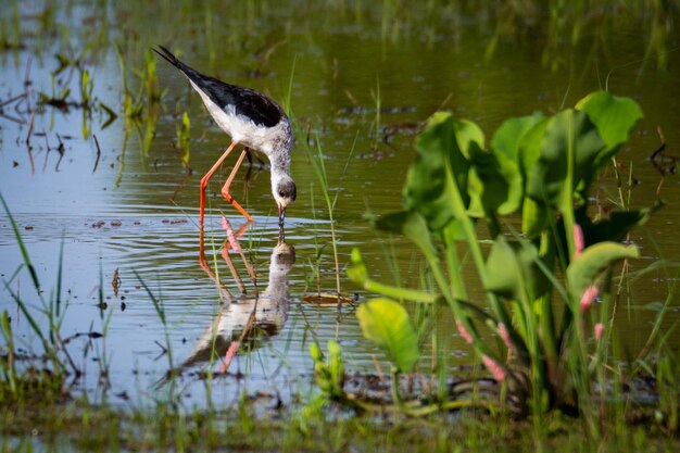 Foto un pájaro sentado en un lago