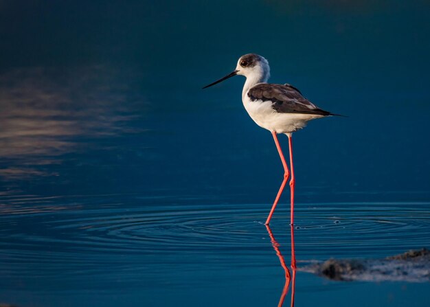 Foto un pájaro sentado en un lago