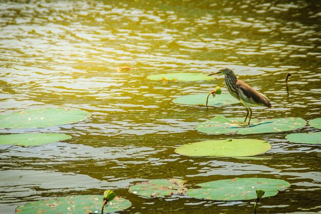 Foto un pájaro sentado en un lago