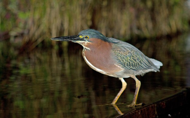 Foto un pájaro sentado en un lago