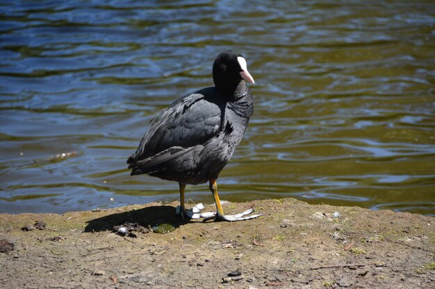 Foto un pájaro sentado en un lago