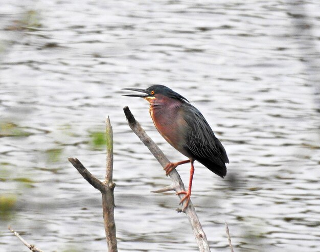 Foto un pájaro sentado en un lago