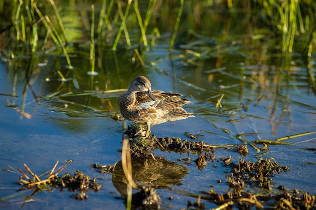 Foto un pájaro sentado en un lago