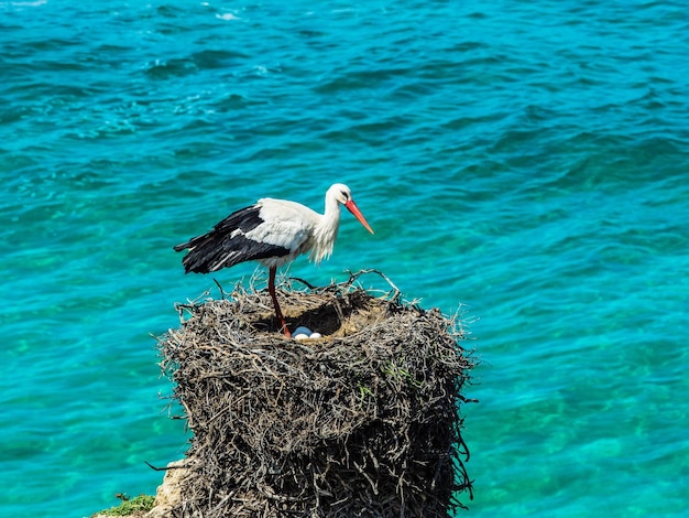 Foto un pájaro sentado en el mar azul