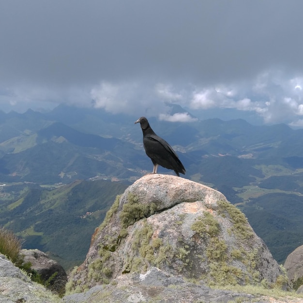 Foto un pájaro sentado en la montaña contra el cielo