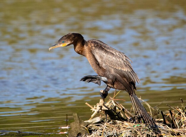 Un pájaro sentado en la orilla de un lago