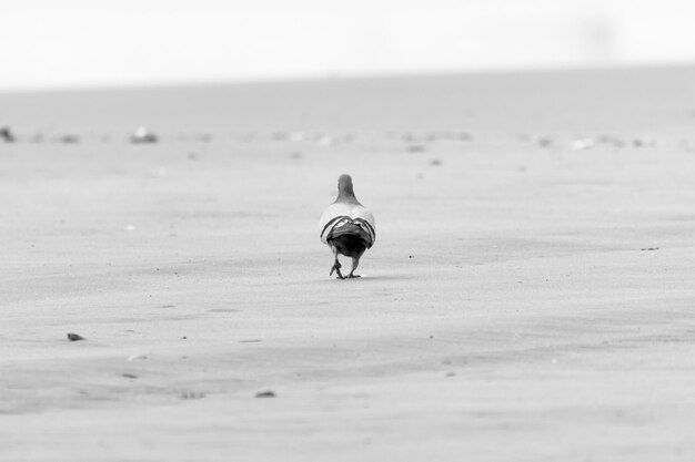 Foto un pájaro sentado en la orilla