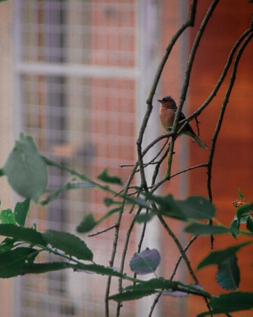 Foto un pájaro sentado en una planta