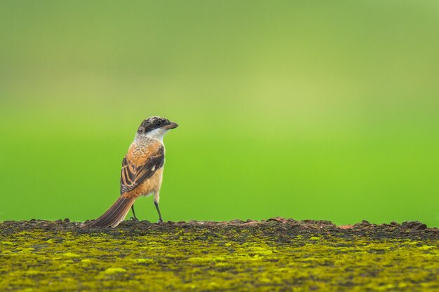 Foto un pájaro sentado en una planta