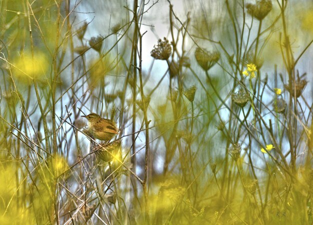 Foto un pájaro sentado en las plantas