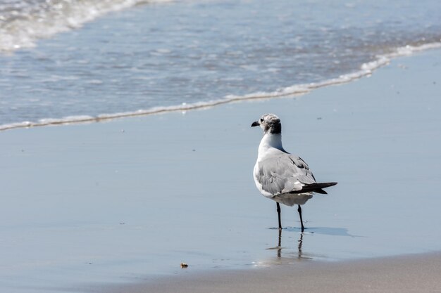 Un pájaro sentado en la playa