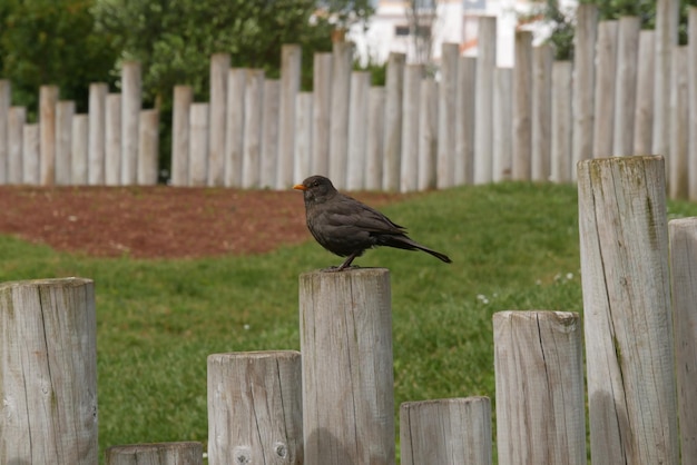 Foto un pájaro sentado en un poste de madera.