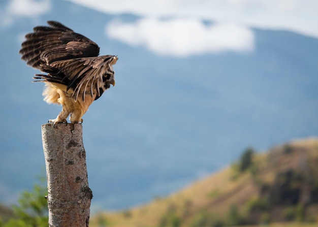 Foto un pájaro sentado en un poste de madera