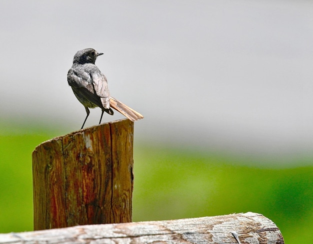 Un pájaro sentado en un poste de madera