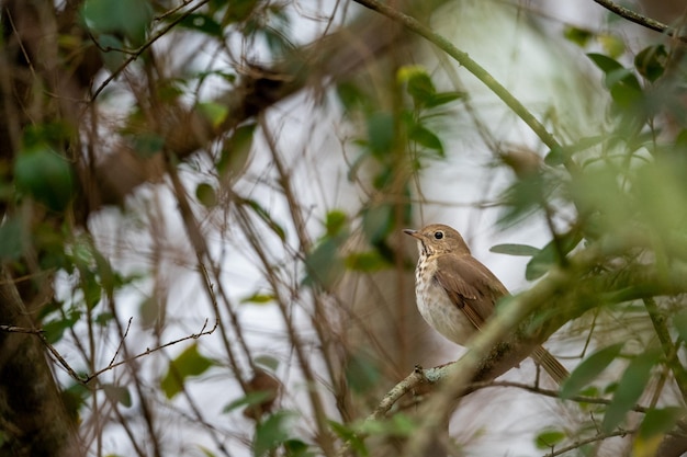 Un pájaro sentado en una rama de un árbol con hojas