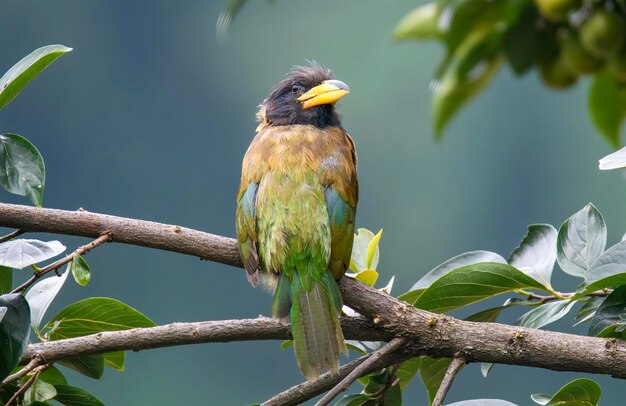 Foto un pájaro está sentado en una rama con la palabra 