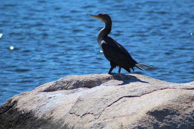 Un pájaro sentado en una roca junto al mar