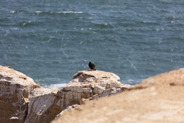 Foto un pájaro sentado en una roca junto al mar