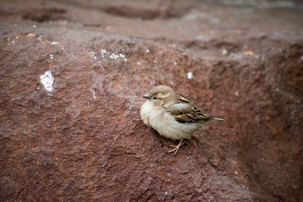 Foto un pájaro está sentado en una roca con una mancha blanca en él