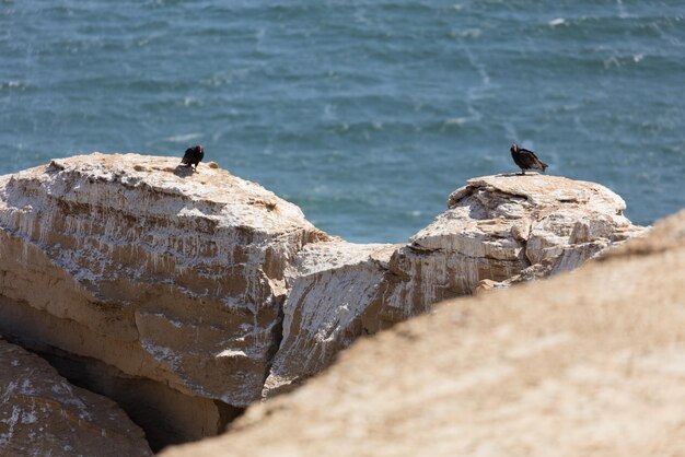 Foto un pájaro sentado en una roca en el mar