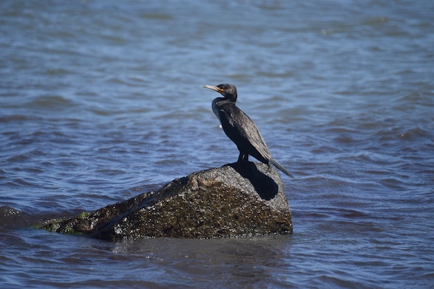 Foto un pájaro sentado en una roca en el mar