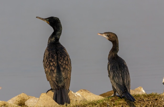 Foto un pájaro sentado en una roca