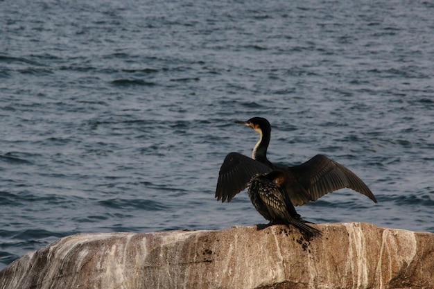 Foto un pájaro sentado en una roca