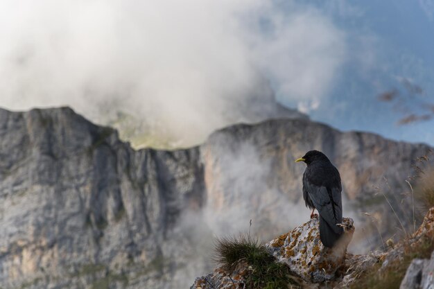 Foto un pájaro sentado en una roca