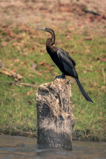 Foto un pájaro sentado en una roca