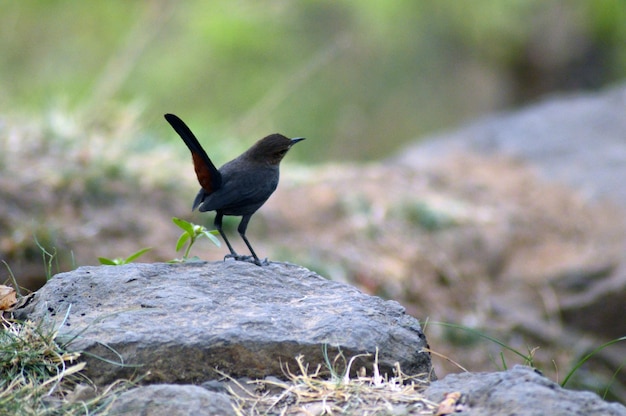 Foto un pájaro sentado en una roca