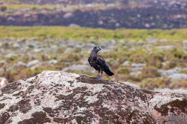 Foto un pájaro sentado en una roca