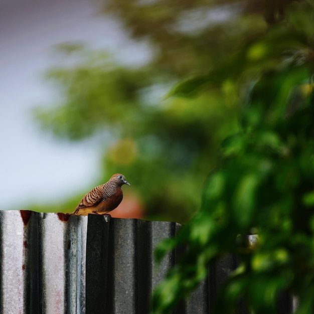 Foto un pájaro sentado en una valla