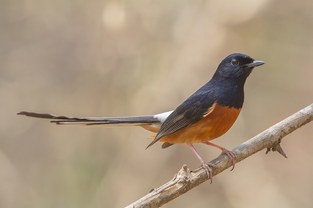 Pájaro shama blanco rumped en rama en la naturaleza