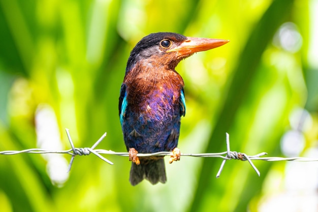 Foto un pájaro se sienta en un alambre de púas